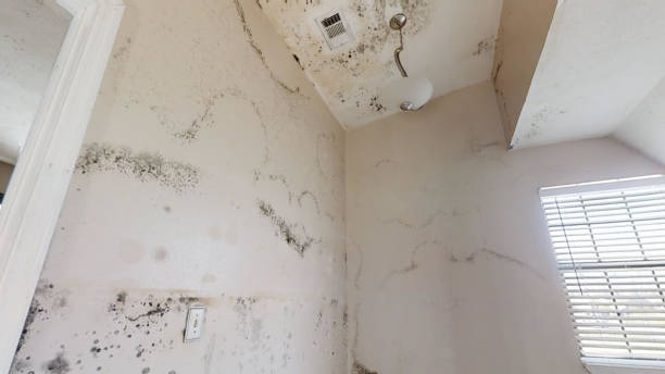 Best Attic Mold Removal  in Bort, GA