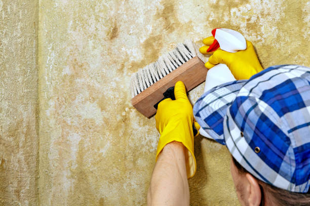 Best Mold Removal for HVAC Installations  in Bort, GA