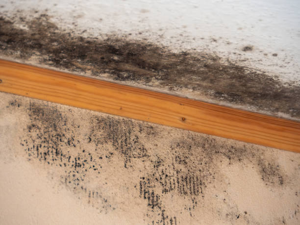 Mold Odor Removal Services in Bogart, GA