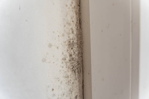 Best Industrial Mold Remediation  in Bort, GA