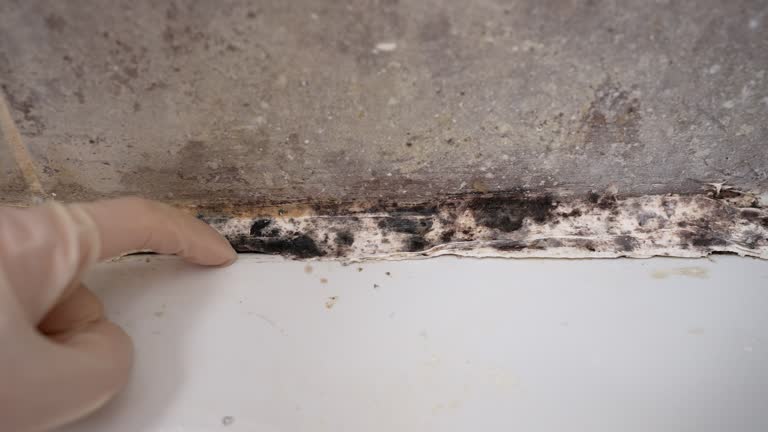 Best Mold Odor Removal Services  in Bort, GA