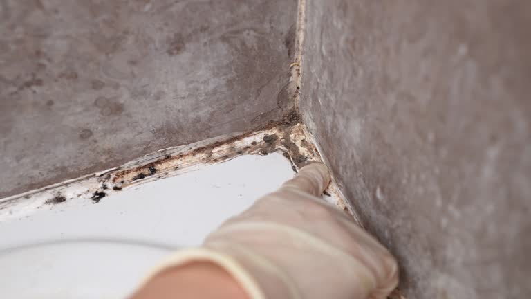 Best Dehumidification Services  in Bort, GA