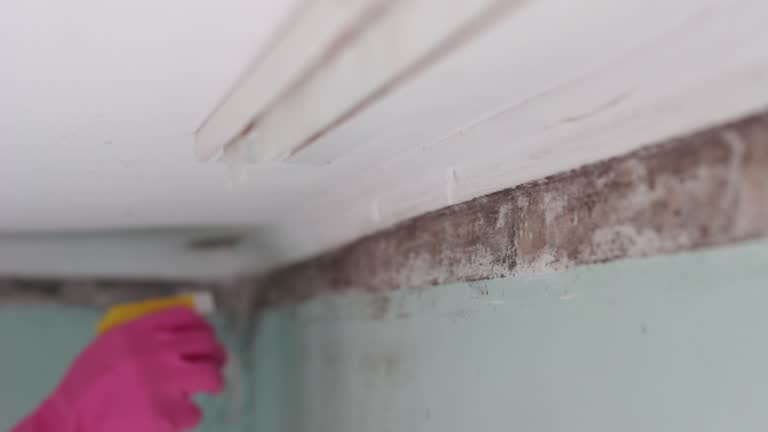 Best Commercial Mold Inspection  in Bort, GA